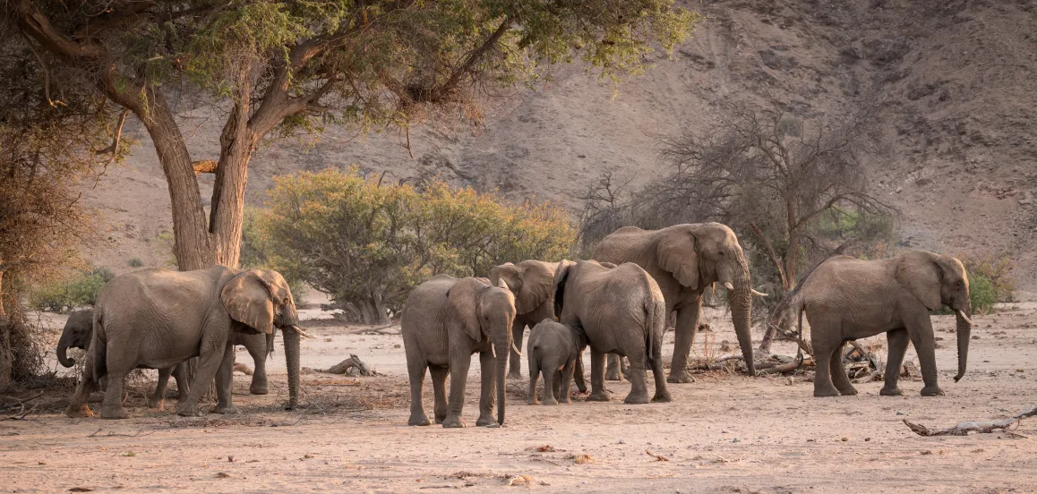 Desert Elephant