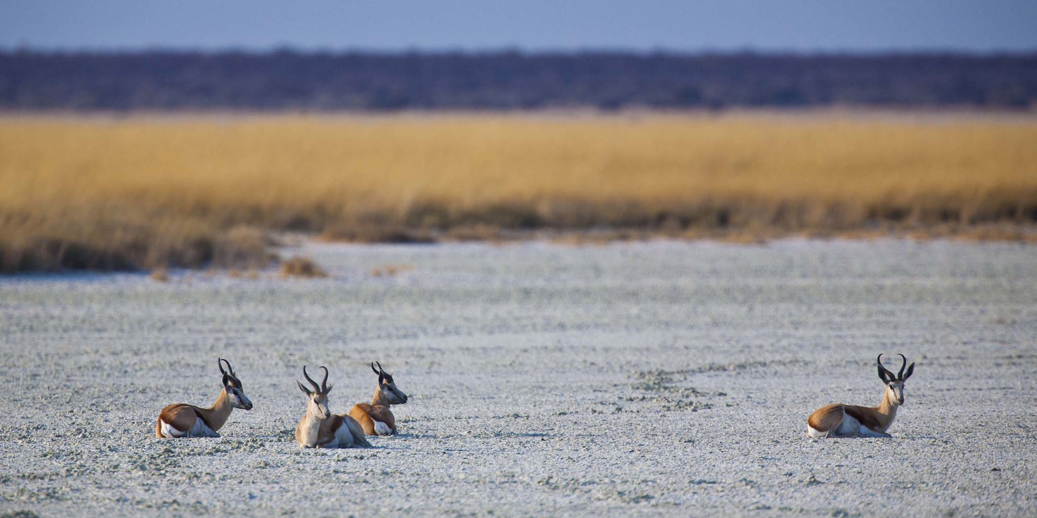 Etosha Wildlife